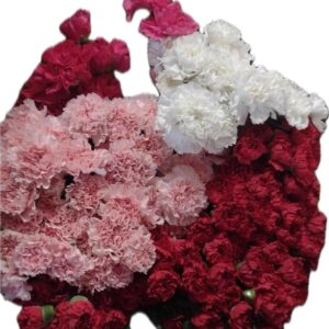 2 Dozen Carnations - in a Vase with Baby's Breath